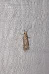 Eucosma