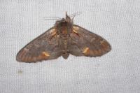 Notodonta dromedarius