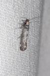 Paraswammerdamia nebulella