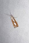 Catoptria permutatellus/myella/osthelderi