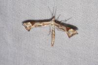 Platyptilia gonodactyla