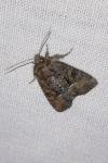 Oligia strigilis/versicolor/latruncula