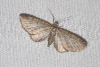Eupithecia subfuscata