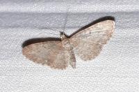 Eupithecia vulgata