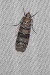 Dioryctria abietella