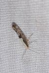 Argyresthia conjugella