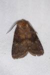 Rusina ferruginea