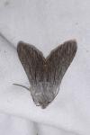 Cucullia lactucae