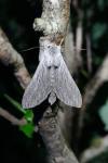 Cucullia lactucae
