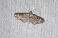 Eupithecia