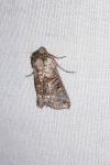 Abrostola tripartita