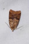 Diarsia mendica