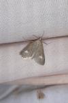 Udea alpinalis