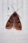 Diarsia brunnea