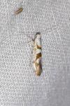 Argyresthia sorbiella