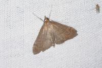 Anania terrealis