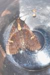 Mesapamea secalis/secalella