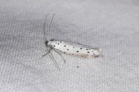 Yponomeuta irrorella