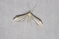 Hellinsia carphodactyla
