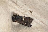 Melanchra persicariae