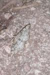 Alcis repandata