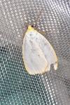 Cybosia mesomella