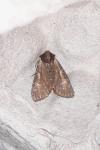 Apamea crenata