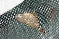 Perizoma alchemillata
