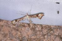 Platyptilia gonodactyla