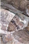 Amphipyra berbera svenssoni