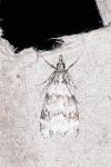 Scoparia pyralella