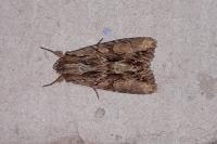 Apamea monoglypha monoglypha