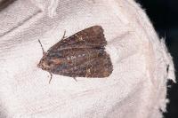 Mesapamea secalis