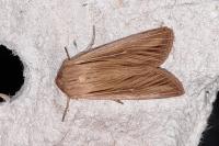 Leucania comma