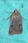 Diarsia brunnea