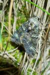 Anaplectoides prasinus
