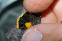 Noctua janthina