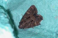 Mesapamea secalis/secalella