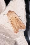 Leucania comma