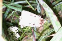 Diarsia mendica