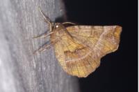 Selenia dentaria