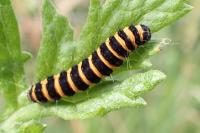 Tyria jacobaeae