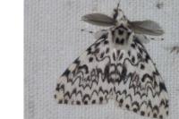 Lymantria monacha