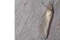 Crambus perlellus