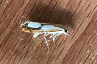 Catoptria pinella