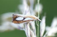 Catoptria pinella