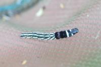 Helcystogramma