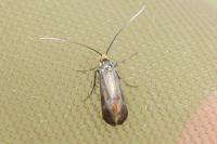 Nemophora metallica