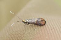 Nemophora metallica