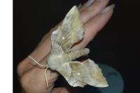 Laothoe populi
